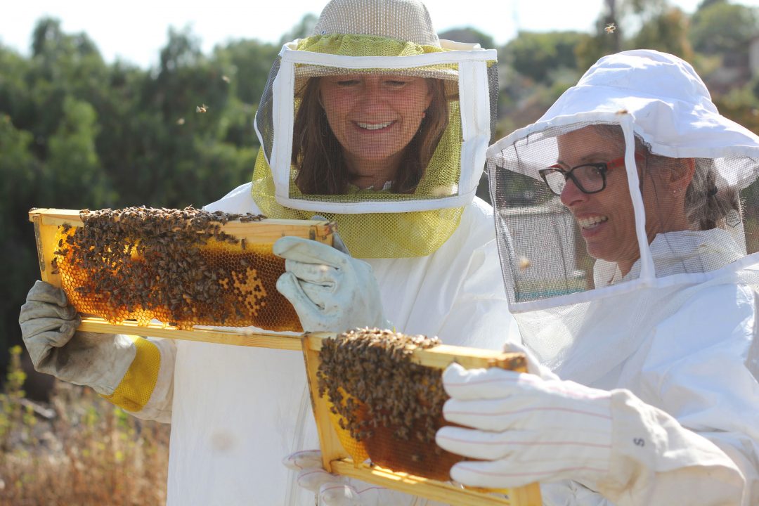 Beehive Tours