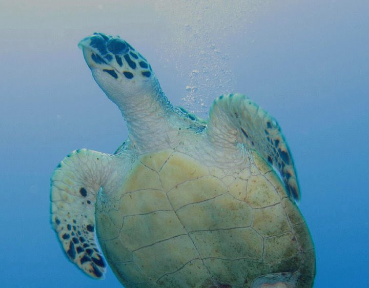 Scuba Diving - Boat