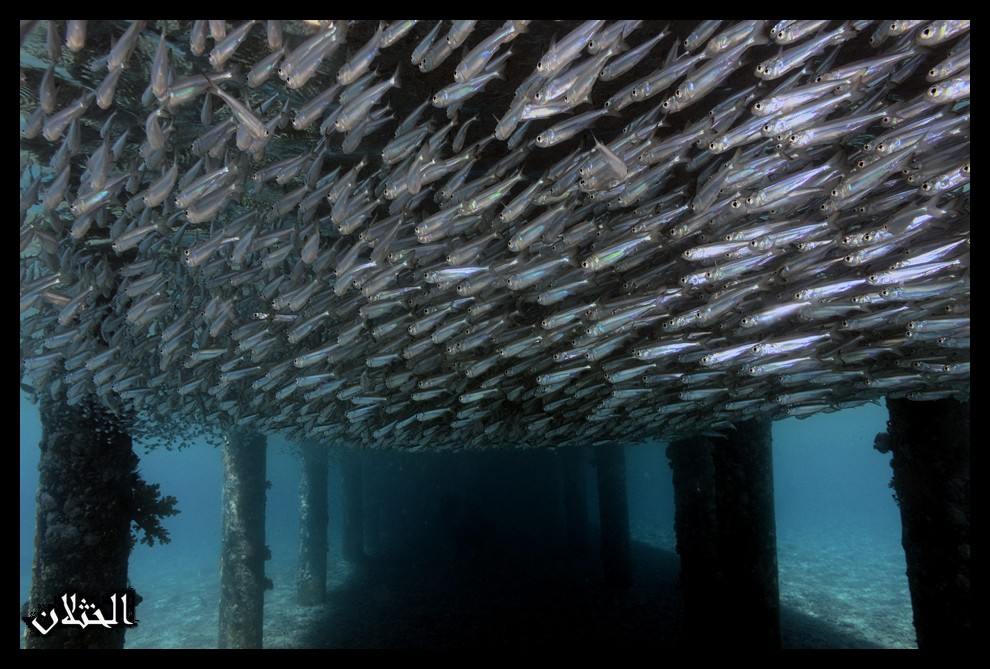 Shore Dive : Two Hours