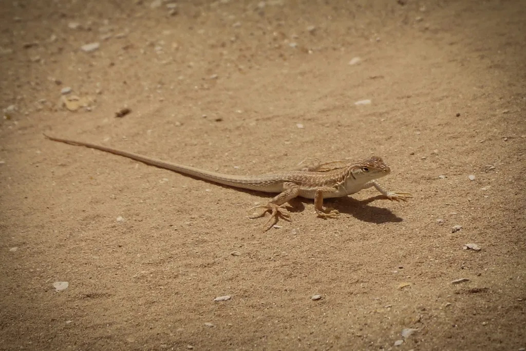 From Amman: Wadi Al Dahek  White Desert Safari