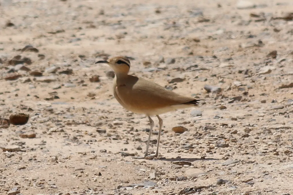 From Amman: Wadi Al Dahek  White Desert Safari