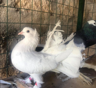 Be a Farmer for a Day in Jerash - Group up to  5 persons