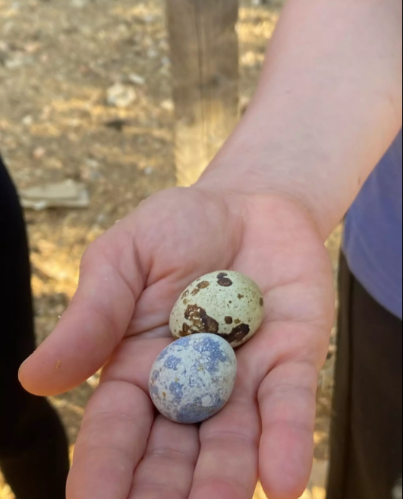 Permaculture Farmer for a Day at Carob Farm