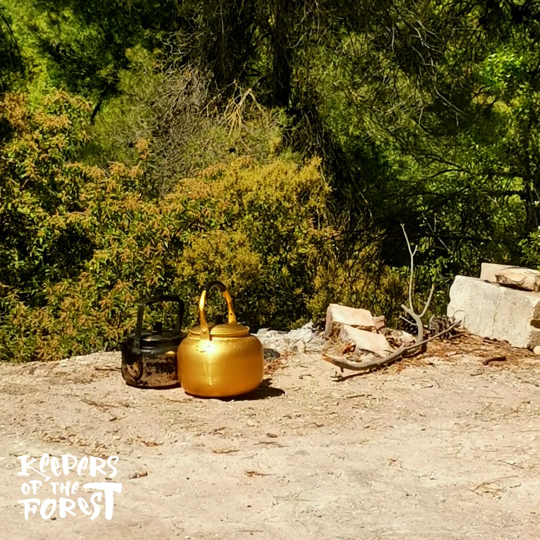 From Amman: Jerash Forest Trial