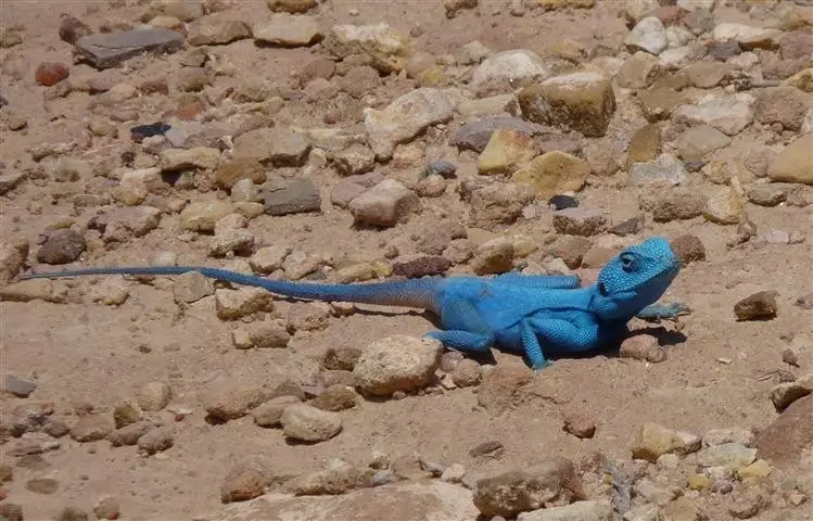 From Dana: The Trek to Petra - 6 Days