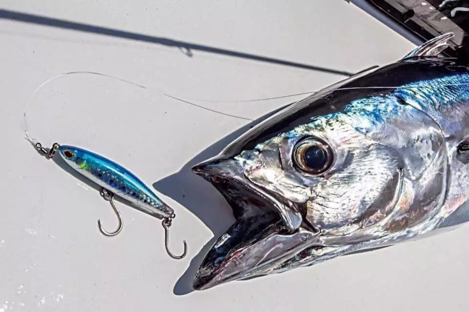 From Aqaba: Fishing Charters