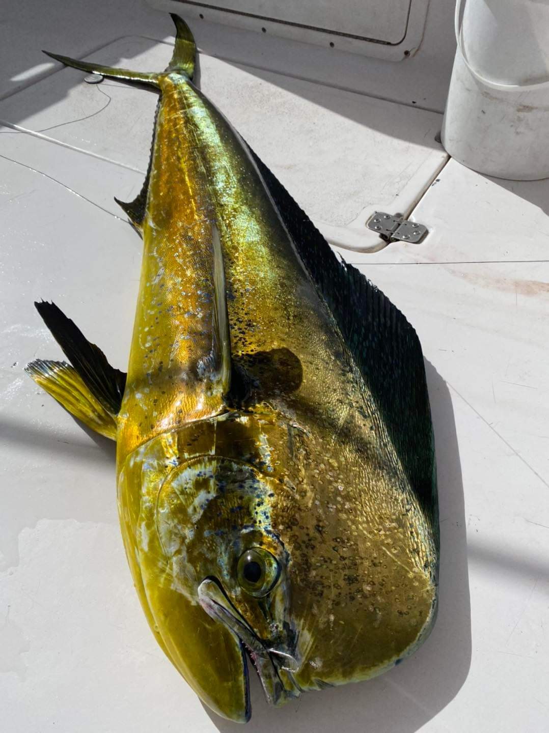 From Aqaba: Fishing Charters