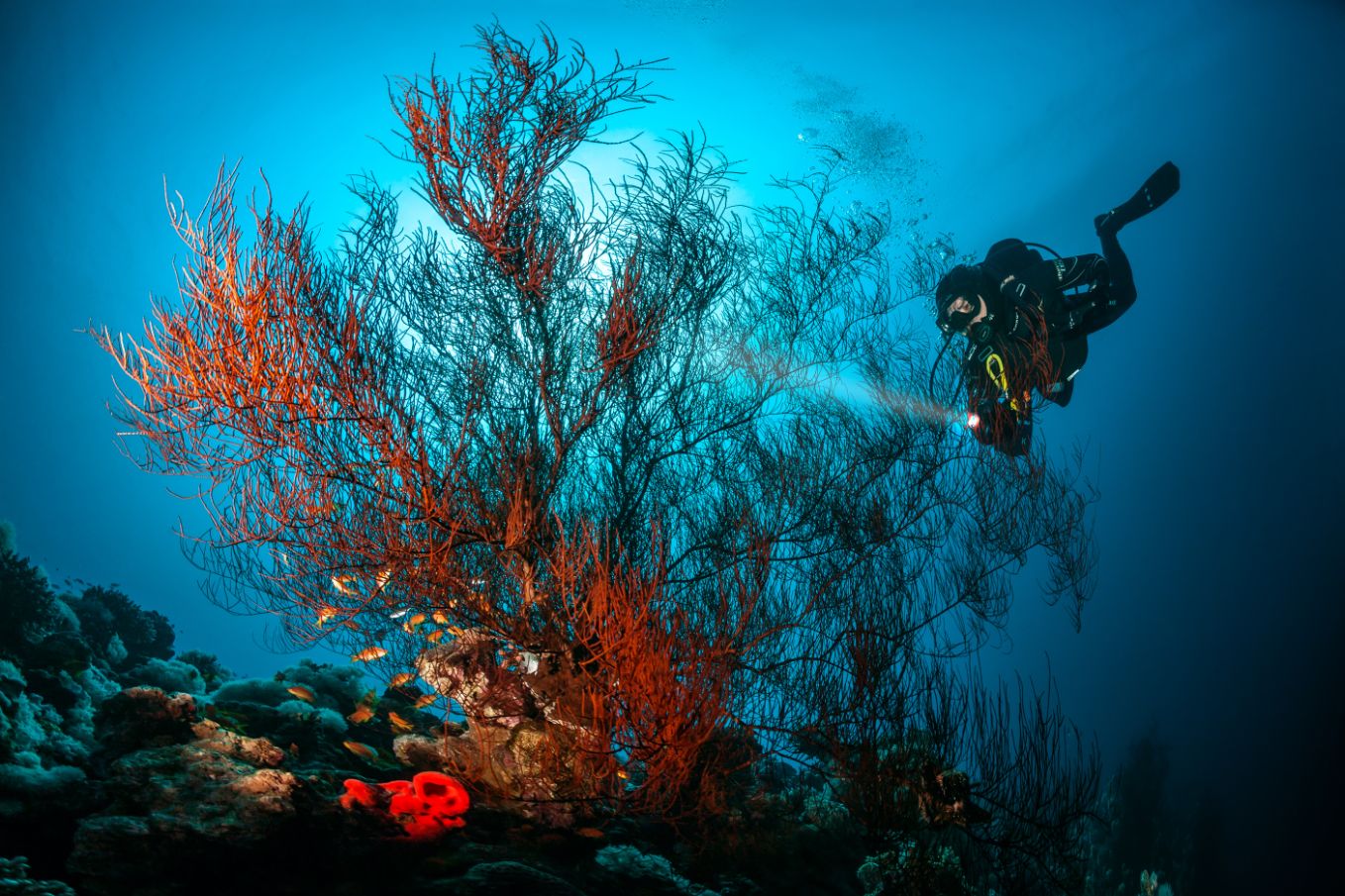 cruise in red sea