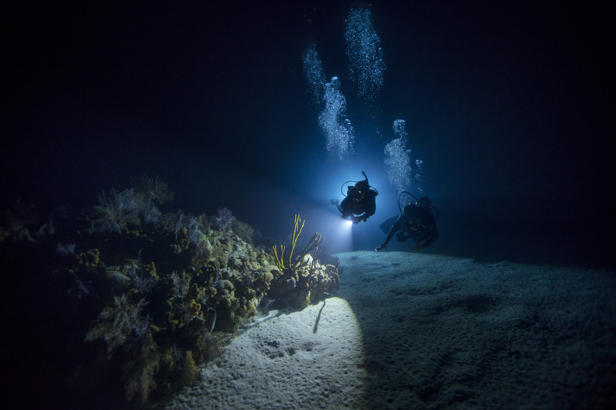 Night Dive