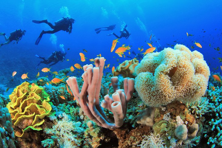 Three Dives - Red Sea