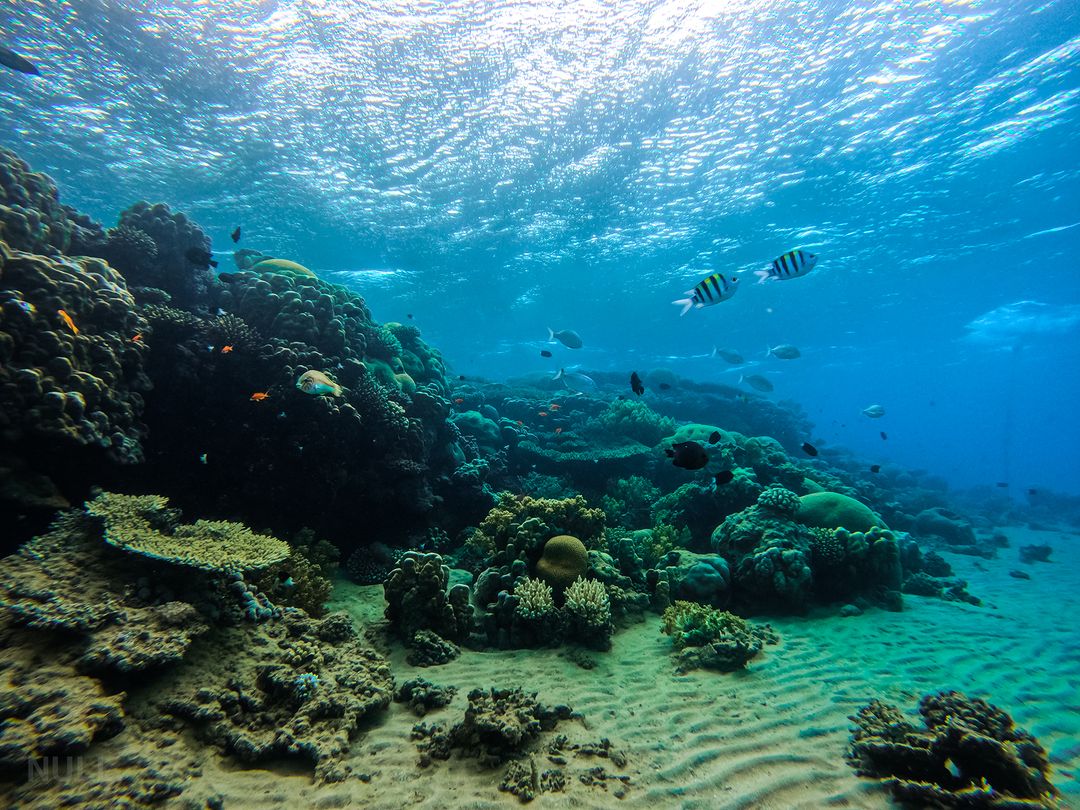 Two Dives