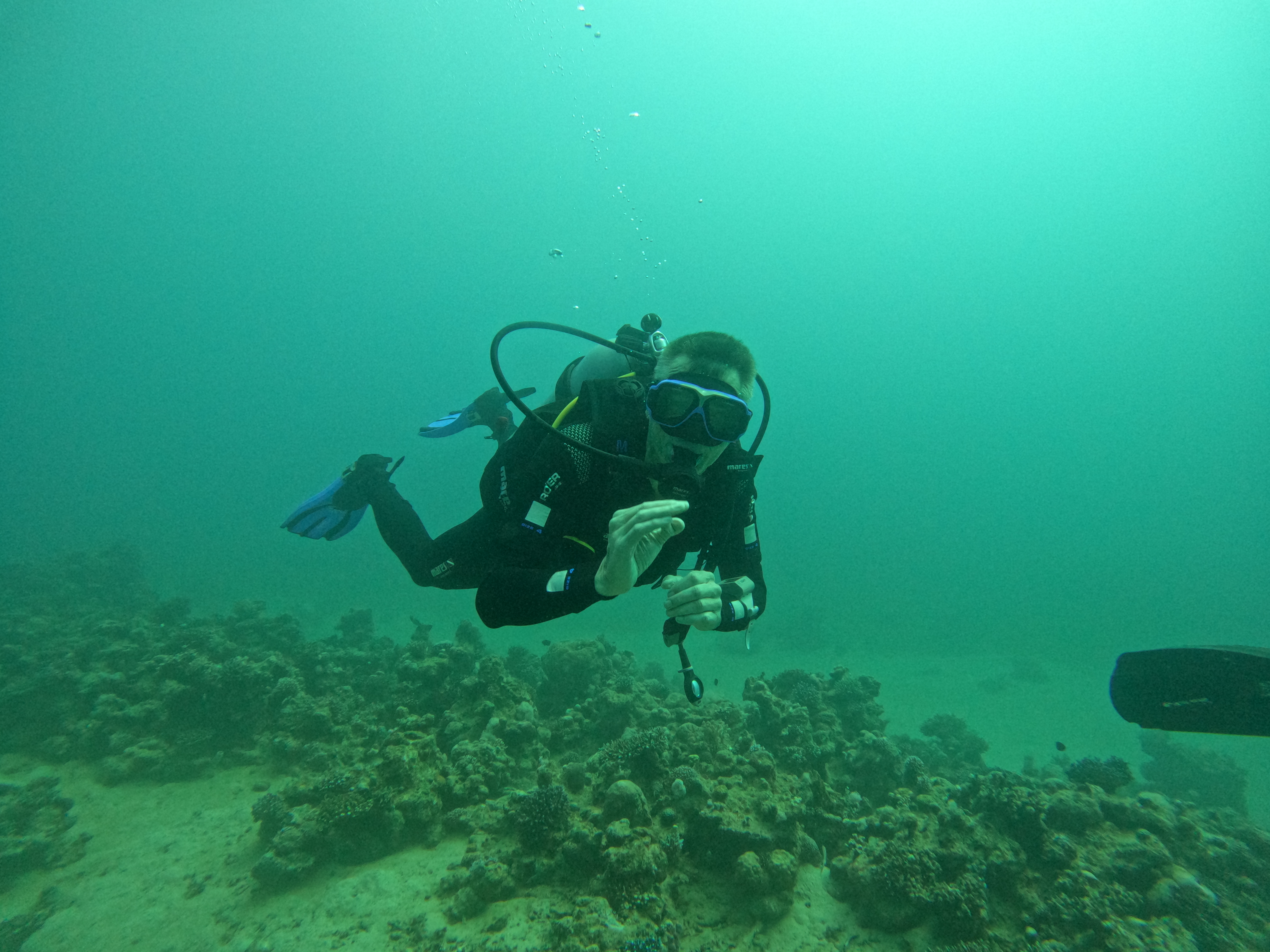 Single Dive
