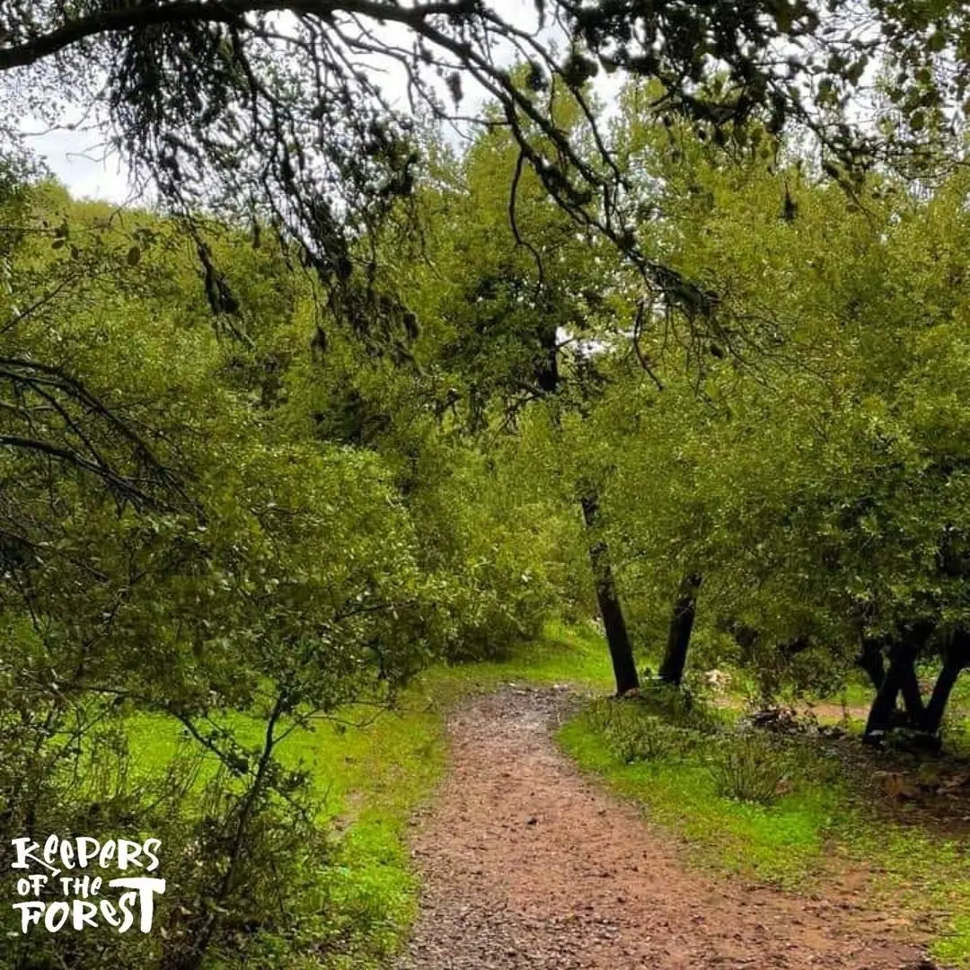 Zubya Forest Trail - Ajloun