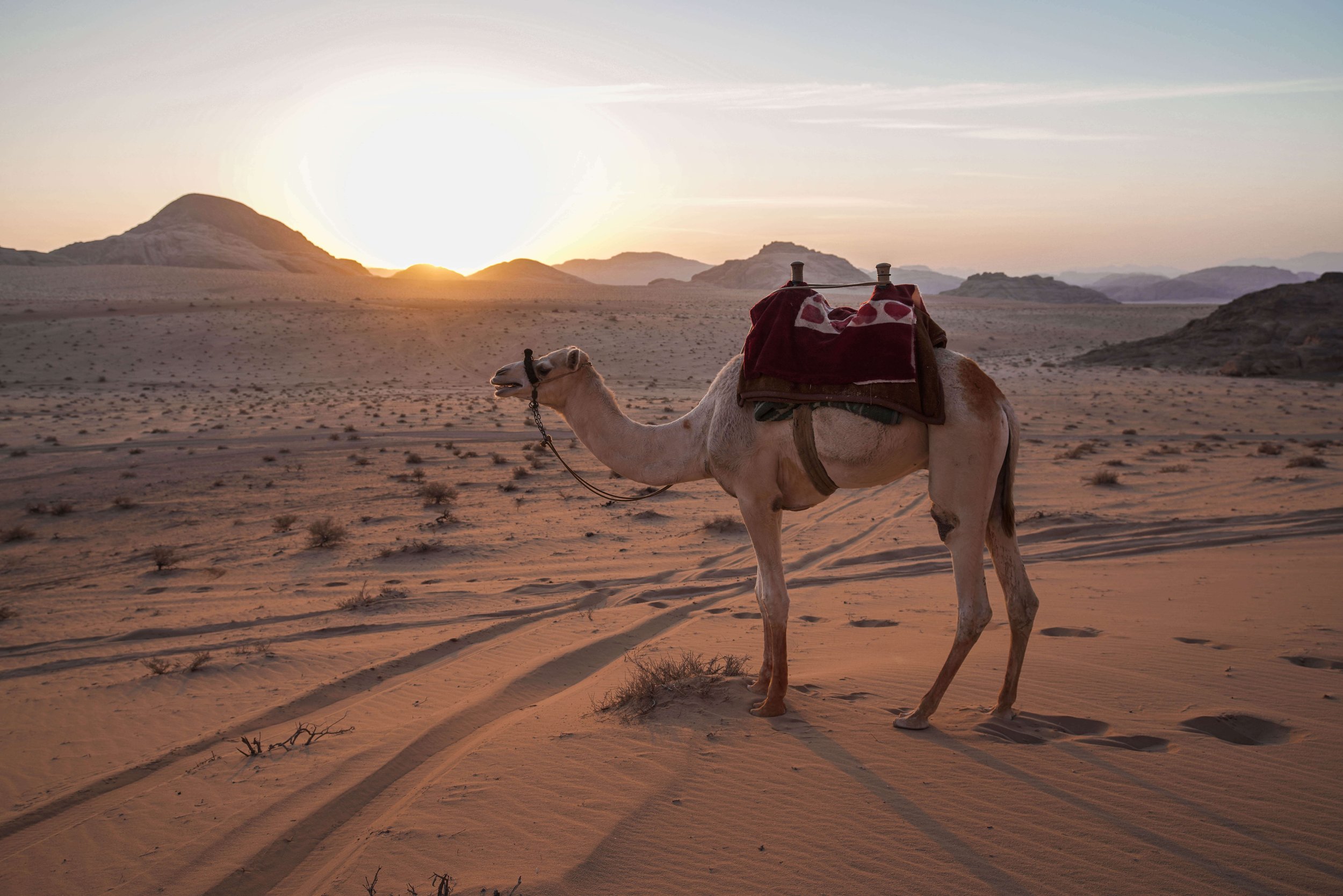 Camel Ride