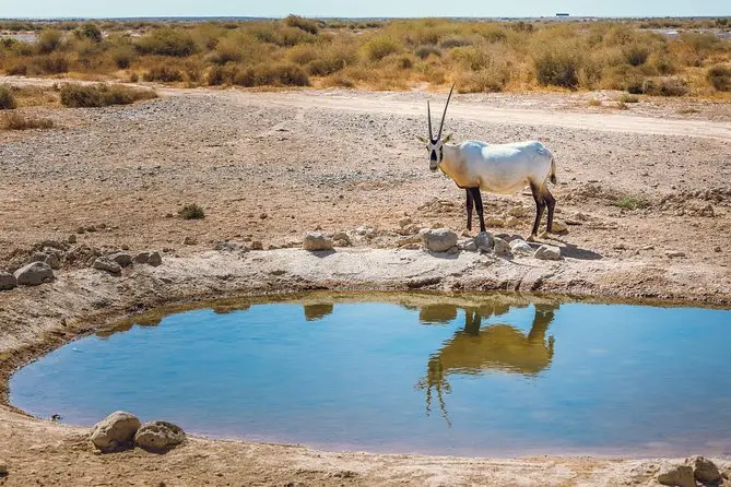 Shaumari Wildlife Reserve